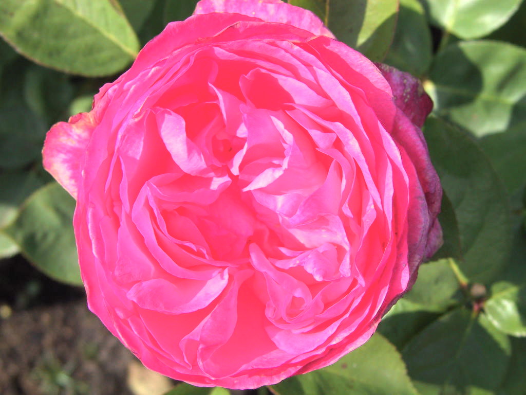 Strauchrose Mary Rose.jpg